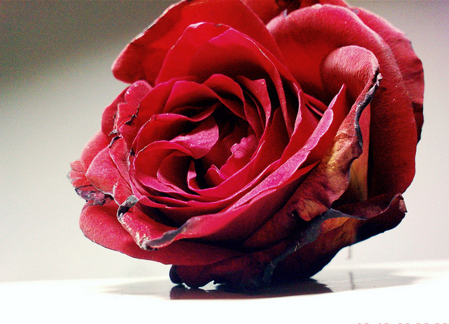 fade, faded rose and petals