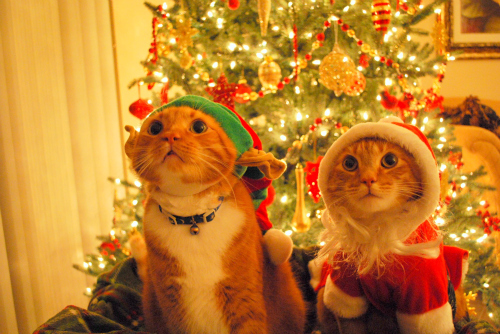 *-*, cat and christmas