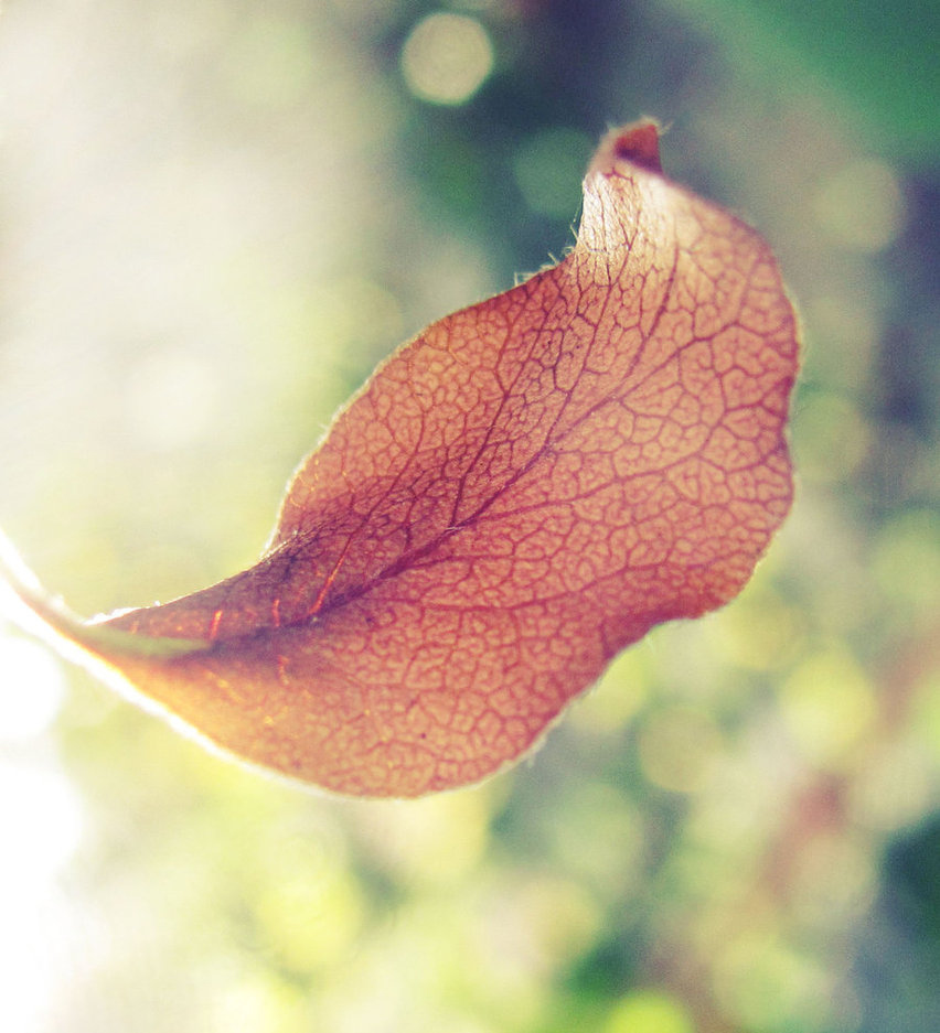 autumn, leaf and leaves