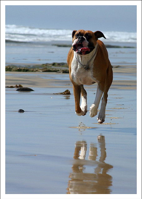 beach, boxer and boxer dog