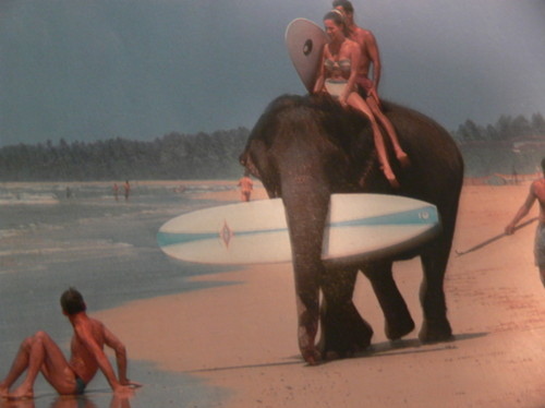 beach, boy and elephants