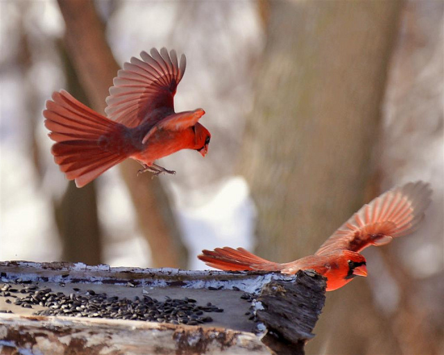 beautiful, bird and cardinal