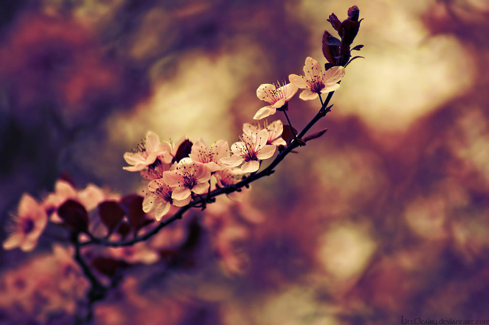 beautiful, blossom and branch