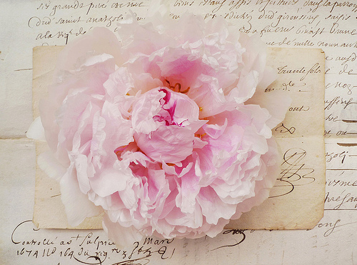 beautiful, letter, peony, pink, vintage