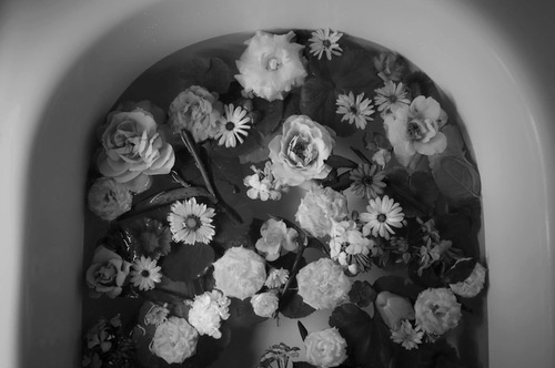 black and white, flowers and roses