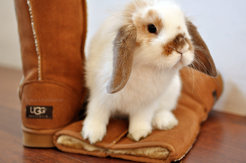 boots, brown and bunny