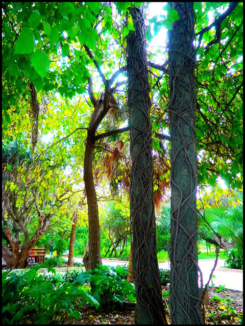 branches, brown and green
