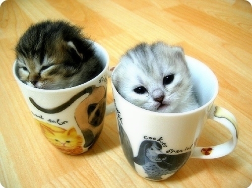 cat, cats and cup