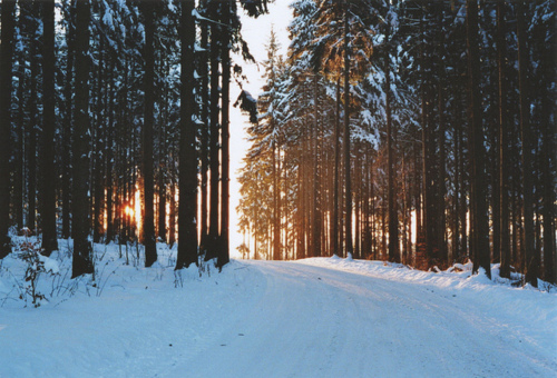 forest, light and snow