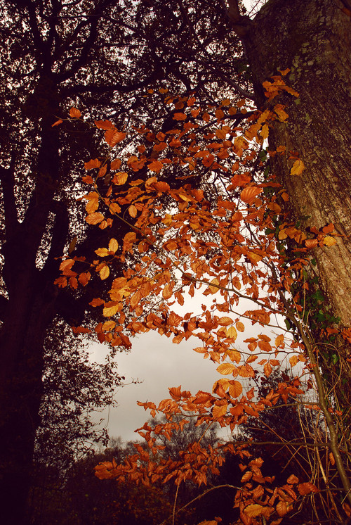 autumn, beautiful and fall