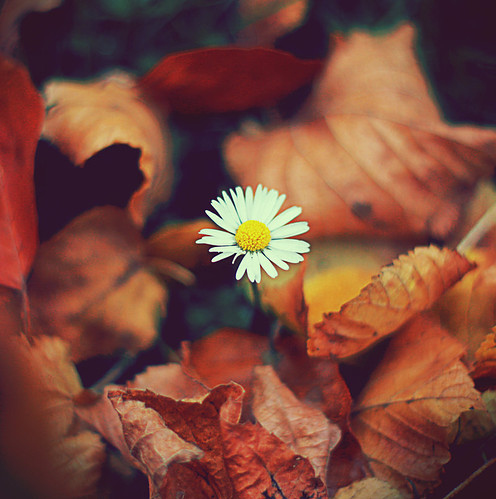 autumn, flower and leaves