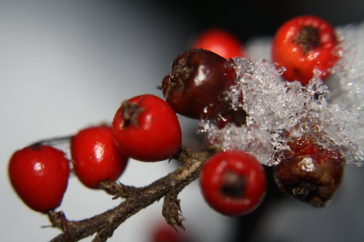 berries, close up and frost