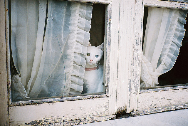 cat, curtain and lace