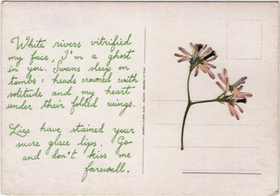 flowers, ink, letter, postcard, pressed flowers, text