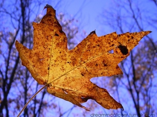 autumn, fall and leaf