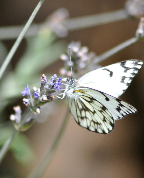 butterfly, flower and macro