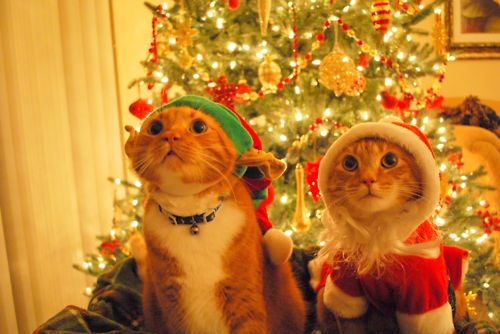 cat, cats and christmas