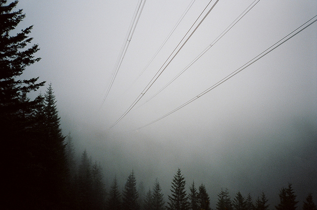 cold, fog and forest