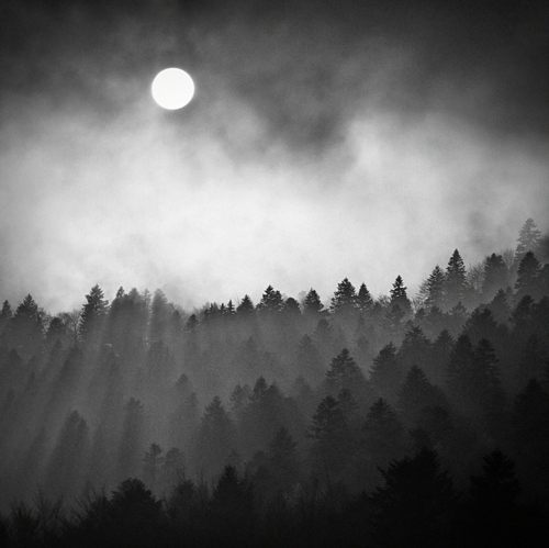 dark, foggy and forest