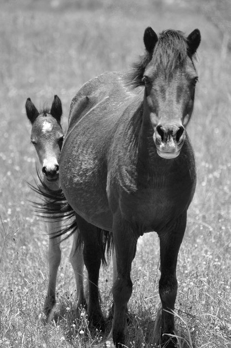 animal, black & white, cute, horse, photo, photography