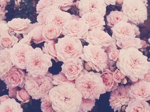 beautiful, flowers and garden