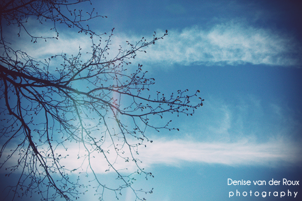 blue, branches and clouds