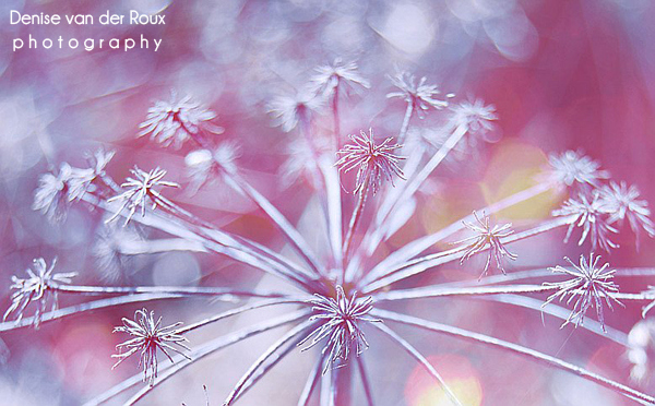 bokeh, d60, flower, nikon, nikon d60, pastel colors