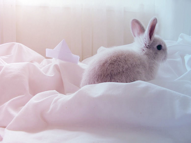 bunny, cute and cuteness