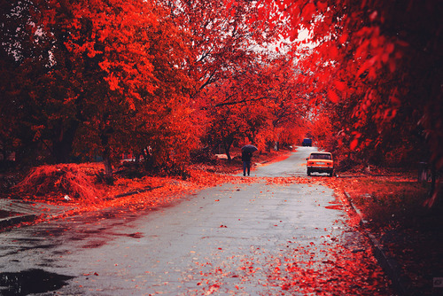 car, fall and red