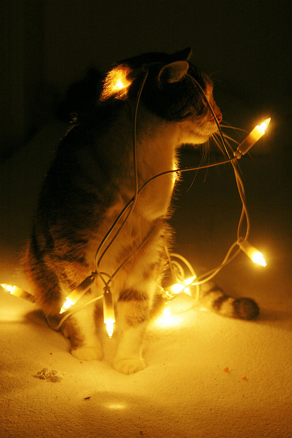 cat, christmas and cute