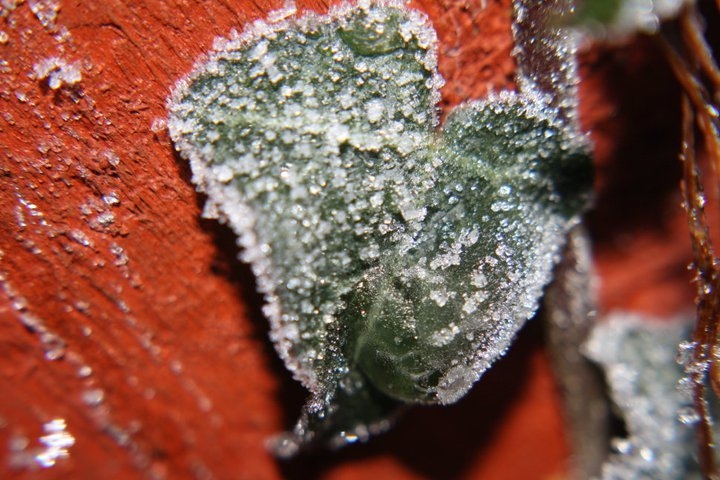 close up, frost and ice