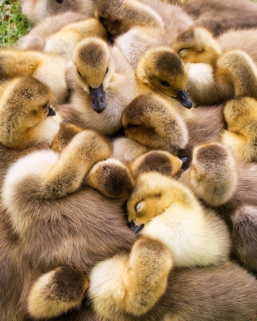 cute, ducks and friendship