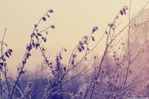 cute, flowers and light