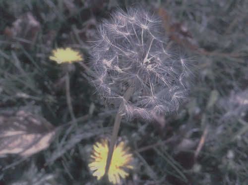 dandelion, flower and nature