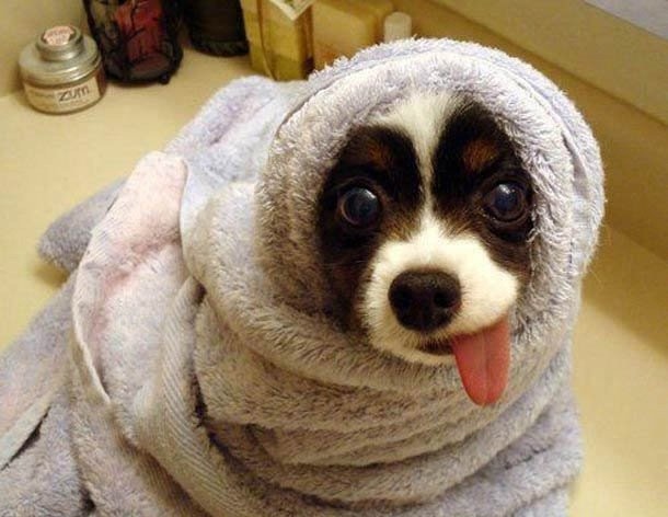 animal-cute-dog-puppy-tongue-towel-Favim