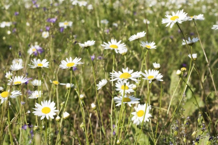 beautiful, daisy and field