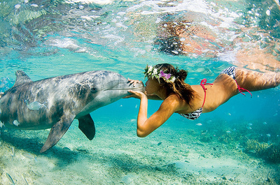 bikini, dolphin, girl, pretty, summer, swim