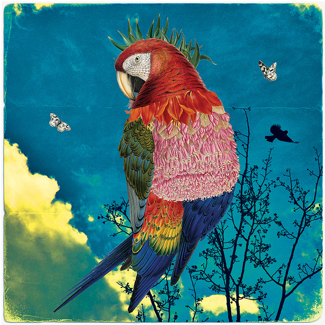 bird, collage and illustration