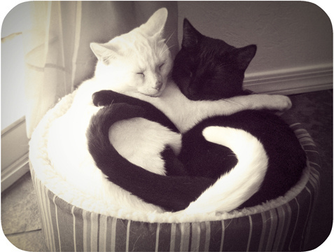 black and white, cat and cats