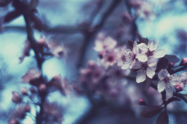 Blue Sakura Tree
