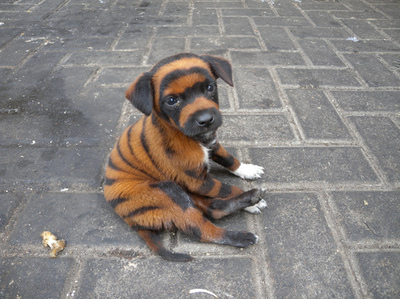 cute, lion, ownnn, puppy, tiger, ute