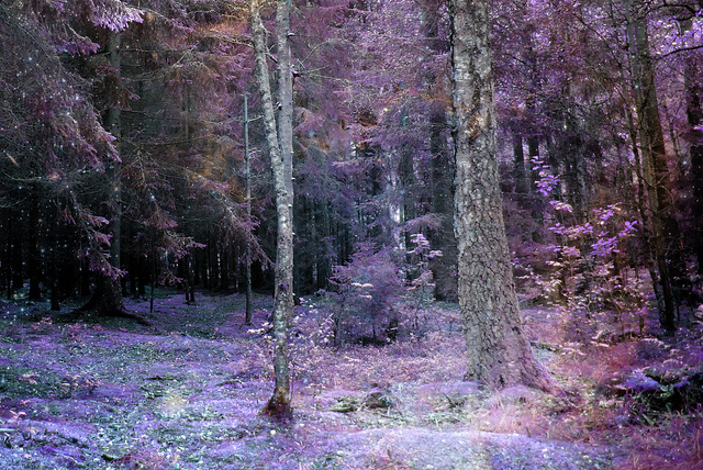 forest, nature and purple