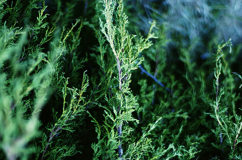 green-leaves-nature-pine-tree-Favim.com-107824