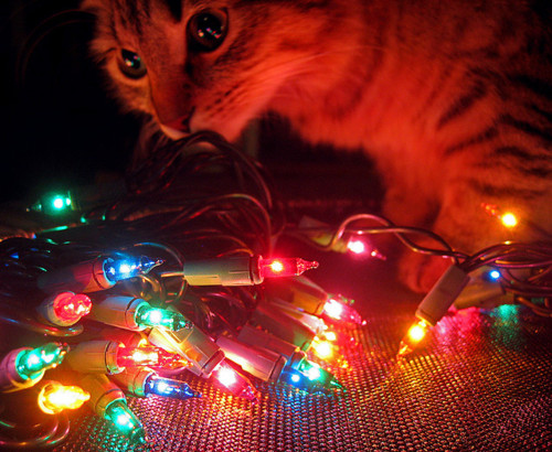 adorable, cat and christmas
