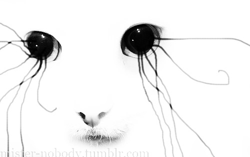 art,  black and white and  cat
