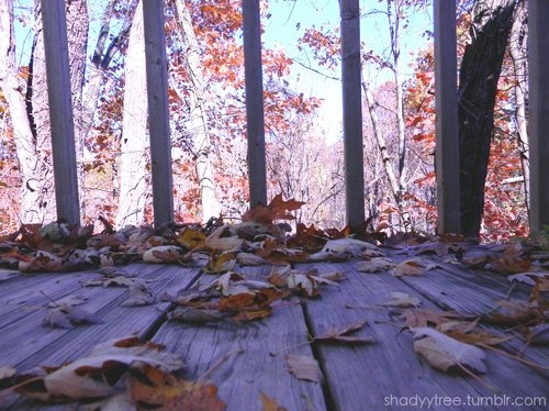 autumn, deck, fall, leaves, nature, photography
