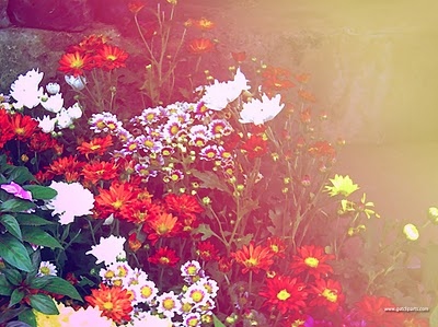 beautiful,  color and  daisy