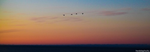 birds,  heddaphoto and  sky