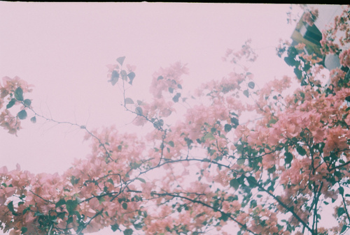 blossom, branches and camera