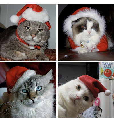 cat, cat christmas costume and cat christmascostume